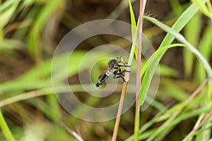 Closeup of a small bee on a thin stem