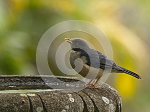 Closeup of small bird drinking water from garden water fountain Vilcabamba Ecuador