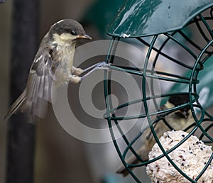 Closeup of a small bird grabbing the metal wires of a birdfeeder in a garden