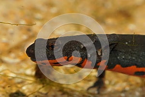 Closeup on an small black aquatic Chinese fire-bellied newt , Cynops orientalis