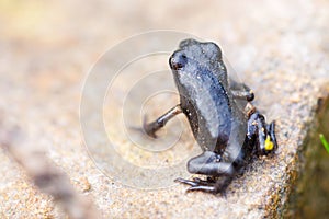 Closeup small black frog