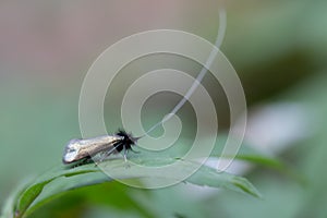 Closeup of a small black moth with huge antennae