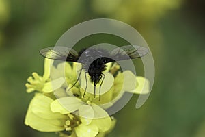 Closeup on the small black and whote bombylid bee fly, Bombylella atra on a yellow buttercup flower photo