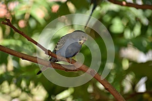 Closeup of a small blue budgie sitting on a tree branch