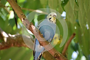 Closeup of a small blue budgie sitting on a tree branch