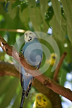 Closeup of a small blue budgie sitting on a tree branch
