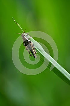 closeup the brown bug insect grasshopper hold on grass plant leaf in the farm soft focus natural green brown background