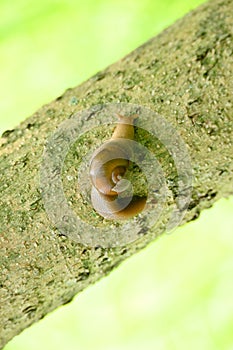 closeup the small brown color snail hold on the brown tree soft focus natural green brown background