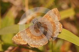 Closeup of the small brown Dingy skipper butterfly, Erynnis tages
