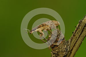 Closeup on a small brown weevil beetle, Sitona gressorius, sitting on a twig