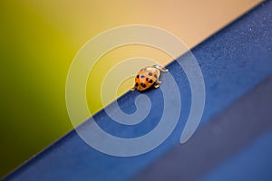 Closeup of a small bug on a blue surface with blurred background