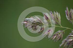 Closeup of a small bug