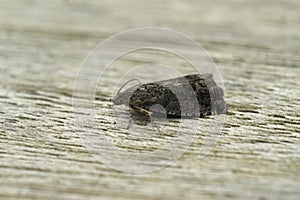 Closeup on a small chestnut tortrix or marbled piercer micro moth, Cydia splendana sitting on wood