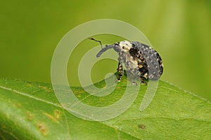 Closeup on a small colorful figwort weevil beetle, Cionus scrophulariae, sitting on a green leaf