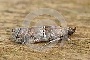 Closeup on the small but colorful Mediterranean Alophia combustella crambidae moth, sitting on wood