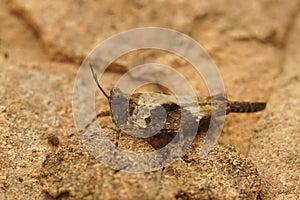 Closeup on a small , but colorful Mediterranean Groundhopper, Paratettix meridionalis