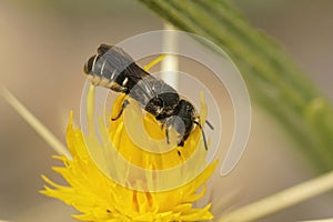 Closeup of a small Crenulated armoured resin bee, Heriades crenulatus on a Yellow starthistle, Centaurea solstiliatis photo