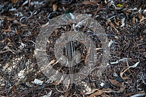 Closeup of a small curly tail lizard in its natural habitat.