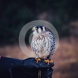 Closeup of a small cute American kestrel, Falco sparverius standing outdoors