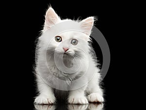 Closeup Small Cute White Kitten on Black