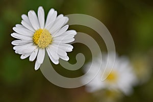 Closeup of a small daisy flower- can be used as a background