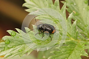 Closeup on the small, distinct and colorful Cryptocephalus moraei beetle sitting on a green leaf