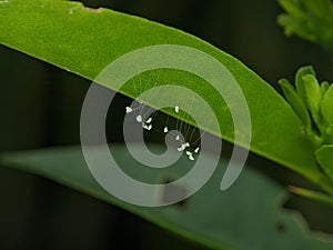 Closeup of small eggs and larvae insect of Golden Eye Green Lacewings