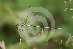 Closeup on a Small emerald spreadwing damselfly, Lestes virens perched in the vegetation