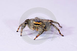 Closeup on a small European Fencepost jumping spider, Marpissa muscosa on white background