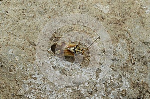 Closeup on a small European plant bug, Lygus pratensis, sitting on a stone