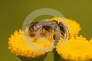 Closeup on a small female Common bronze furrow bee, Halictus tumulorum sitting on yellow Tansy flowers