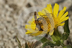 Closeup on a small female Furrow bee, Lasioglossum collecting pollen from a yellow Crepis flower