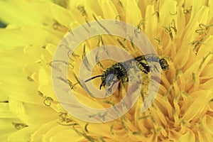 Closeup on a small female furrow bee, Lasioglossum in a yellow dandelion flower