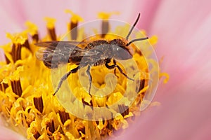 Closeup on a small female Large-headed Armoured-Resin Bee, Heriades truncorum, on a pink Cosmos flower in the garden