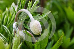 Closeup a small flower bud is going to blossom against blurred background. Shallow focus.