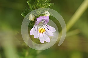 Closeup on the small, fragile looking eyebright wildflower, Euphrasia officinalis photo