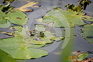 Closeup of a small frog sitting on a water-lily leaf