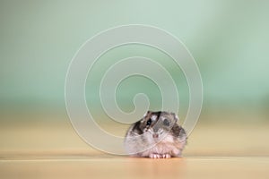 Closeup of a small funny miniature jungar hamster sitting on a floor. Fluffy and cute Dzhungar rat at home