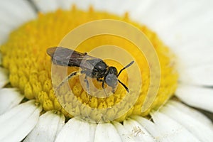 Closeup on a small furrow bee, Lasioglossum, sitting on a common daisy, Bellis perennis flower