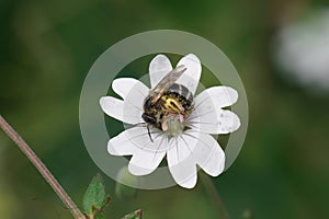 Closeup on a small furrow bee, Lasioglossum in a white Geranium robertianum flower