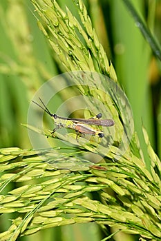 closeup the green brown bug insect grasshopper hold on paddy plant leaf in the farm soft focus natural green brown background