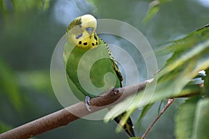 Closeup of a small green budgie sitting on a tree branch