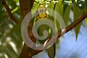 Closeup of a small green budgie sitting on a tree branch