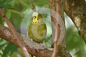 Closeup of a small green budgie sitting on a tree branch