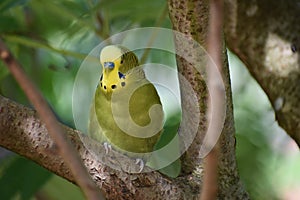 Closeup of a small green budgie sitting on a tree branch