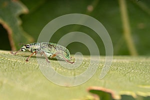 Closeup small green insect perched on the leaf of a plant
