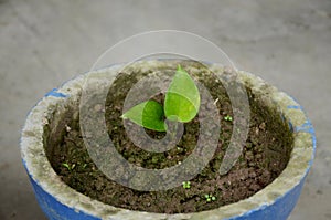 Closeup the small green magnificent money plant growing in the pot over out of focus grey blue background