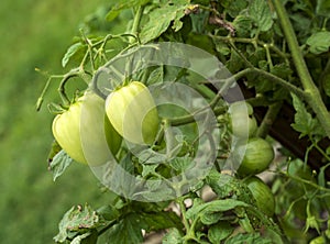 Closeup small green tomatoes hanging on leafy vine in garden