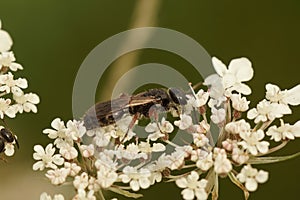 Closeup on a small hairy Tiphhid wasp, Tiphia femorata