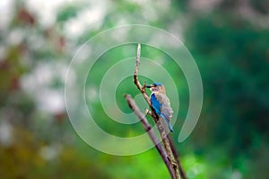 Closeup of a small Indian roller bird, Coracias benghalensis on a branch